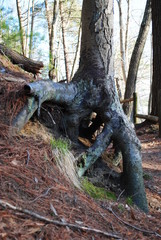 Exposed tree root systems due to erosion and weathering along river bank. 