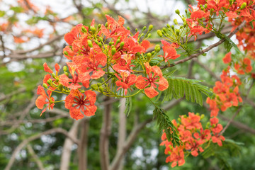 Blossom Royal Poinciana or Flamboyant (Delonix regia) flowers