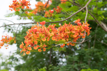 Blossom Royal Poinciana or Flamboyant (Delonix regia) flowers