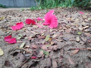 Parts of flower
