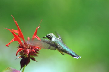 Hummingbird Feeding