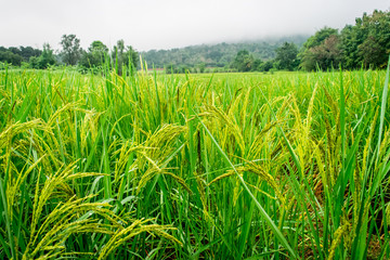 Fototapeta premium Rice fields, mountains and fog background