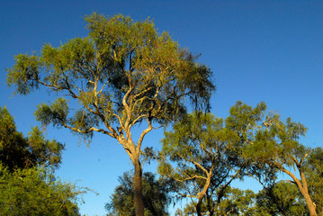 arbol quebracho colorado