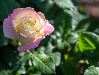 A single lavender and white rose with a beam of sunlight shining on petals, in closeup against a dark green leafy background.