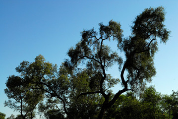 Fototapeta premium arbol quebracho colorado