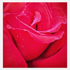 Full Frame Shot Of Wet Red Rose