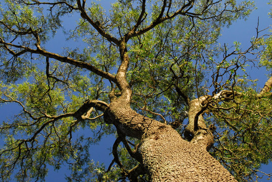 arbol quebracho colorado