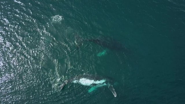 Humpback Whale Watching off Isla Conadora, Las Perlas Panama