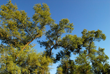 Fototapeta premium bosque santiago del estero