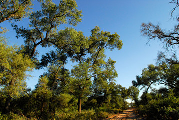 bosque santiago del estero