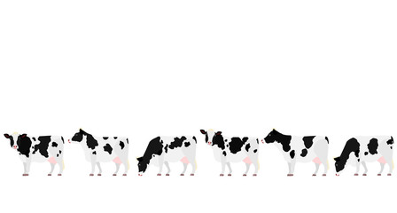 Holstein Friesian cattle in a row