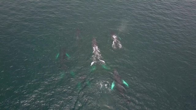 Humpback Whale Watching off Isla Conadora, Las Perlas Panama