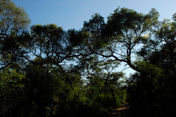 flora santiago del estero