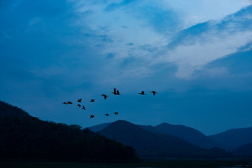 Sky, birds, evening sky