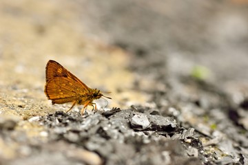 Fototapeta na wymiar Butterfly from the Taiwan (Ampittia virgata myakei Matsumura)Yellow star butterfly 