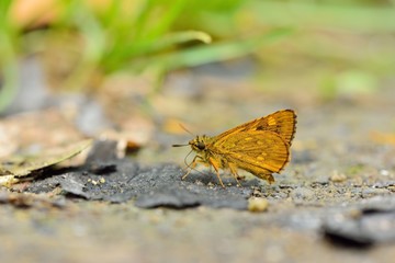 Butterfly from the Taiwan (Ampittia virgata myakei Matsumura)Yellow star butterfly 