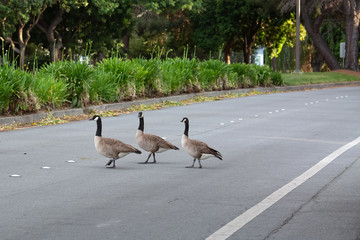 A group of canadian geese cross the street in the city in the evening at the sign caution  xing. Cars must stop and skip © meyta