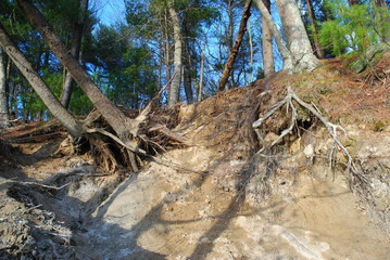 Exposed tree root systems due to erosion and weathering along river bank. 