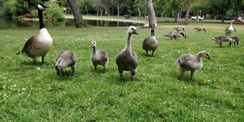 group of geese