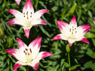 Naklejka premium ユリ