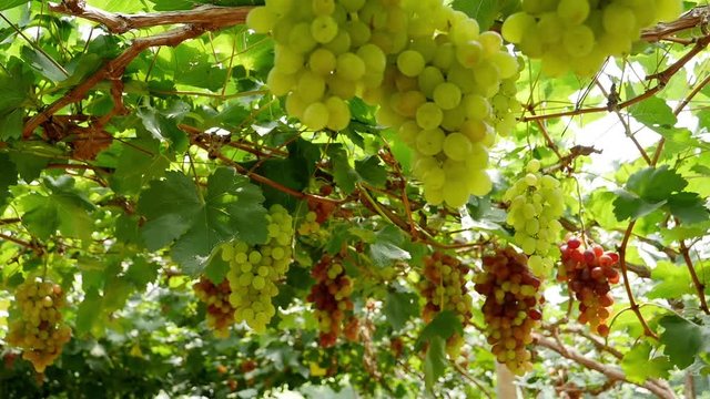 Ripe grapes hanging from vine. Moving shot