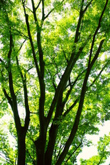 Obraz premium 公園の新緑の欅と青空