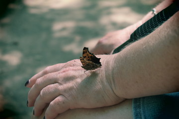 Butterfly on Hand
