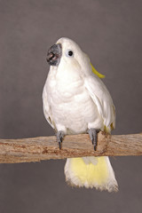 A white parrot standing on a branch