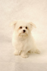 A white Maltese sitting down