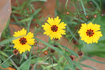 bee on a flower