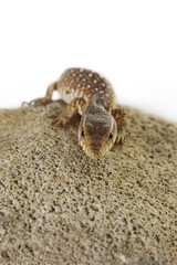 A cute lizard crawling on a branch