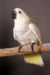 A white and yellow parrot standing on branch