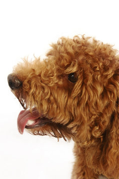 An up-close picture of a brown Poodle's head