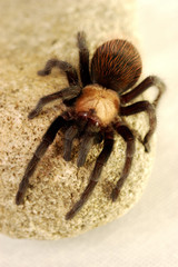 A spider crawling on a stone