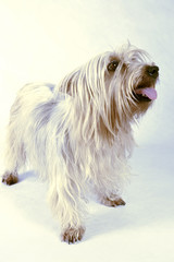 A Silky Terrier standing up and looking up with its tongue out