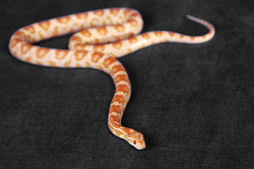 A white and orange snake gliding on the floor