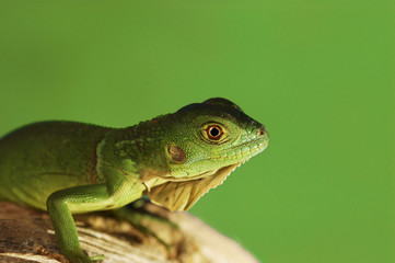 A green lizard crawling on a branch