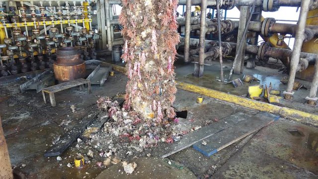 Old multi string casing conductors are pulled out from the sea with soft coral reef around the string.

