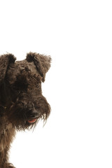 A Schnauzer standing with its head tilting to a side