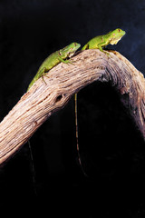 Two green lizards on a branch