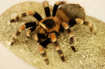 A black and red spider crawling on a stone