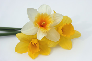 Obraz na płótnie Canvas Daffodil Trio