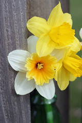 Daffodils 
