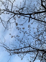 tree branches against blue sky