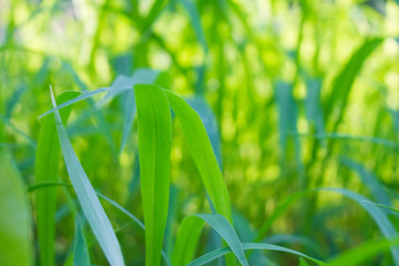 Green grass of a backyard 