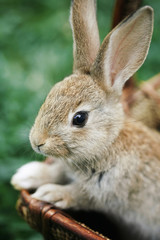 Rabbit in a basket at the park