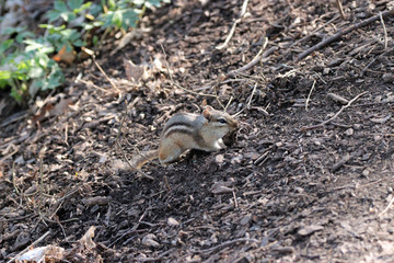 Chipmunk Eating