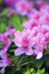 Obraz premium Purple Azaleas