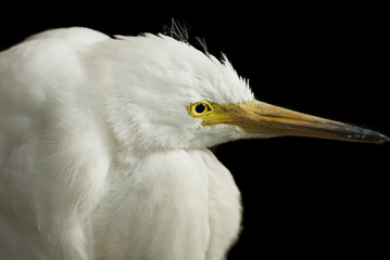 Portrait of a Snowy Egret isolated against a black background.