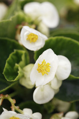 Obraz premium White flowers